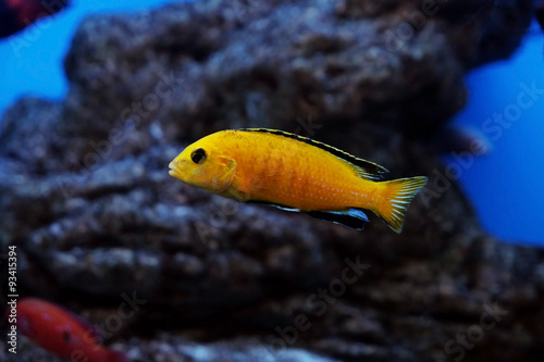 Fototapeta Naklejka Na Ścianę i Meble -  Underwater world - exotic fish in an aquarium