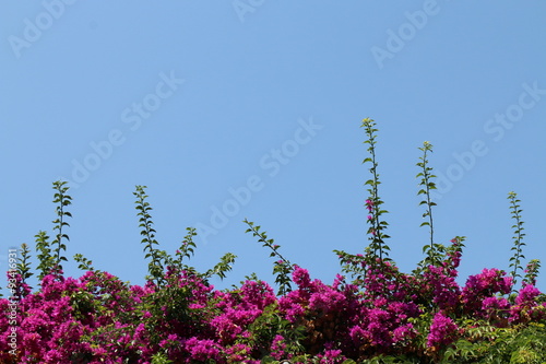 Różowa obsypana kwiatami dorodna rosnąca nad morzem śródziemnym bugenwilla na...