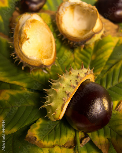 chestnuts on a sheet of leafs