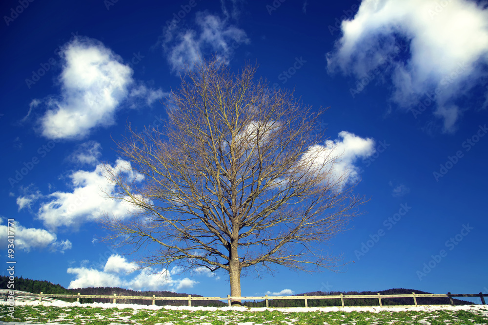 Single tree on field at sunny day with partly cloudy sky. Lonely tree without leaves at countryside field waiting for first snow. 