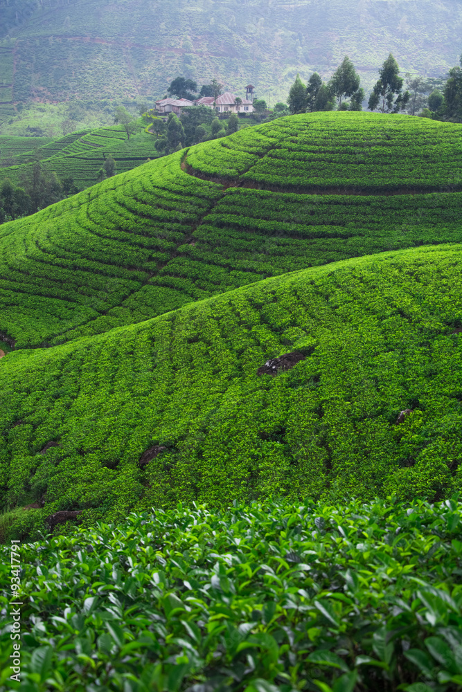 Tea fields in the mountain area in Nuwara Eliya, Sri Lanka
