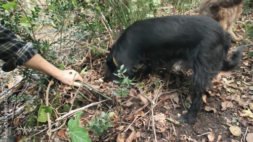 Dog in search of truffles and owner hands photo