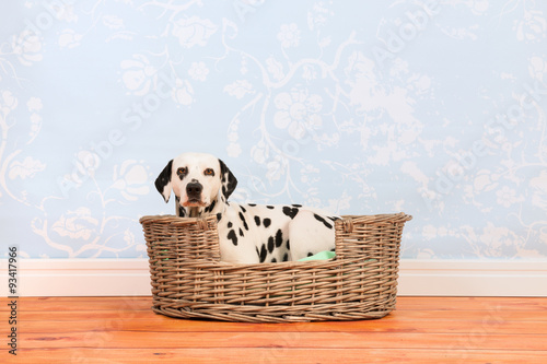Fototapeta Naklejka Na Ścianę i Meble -  Dalmatian dog laying in basket