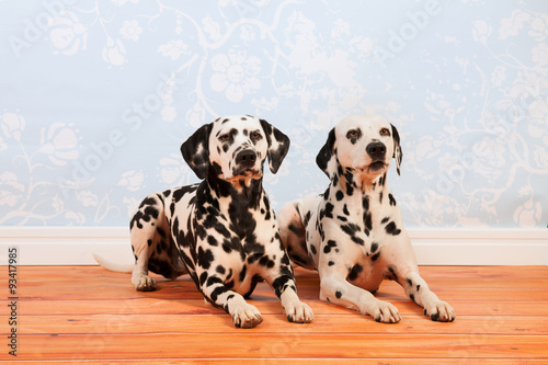 Dalmatian dogs laying at the floor