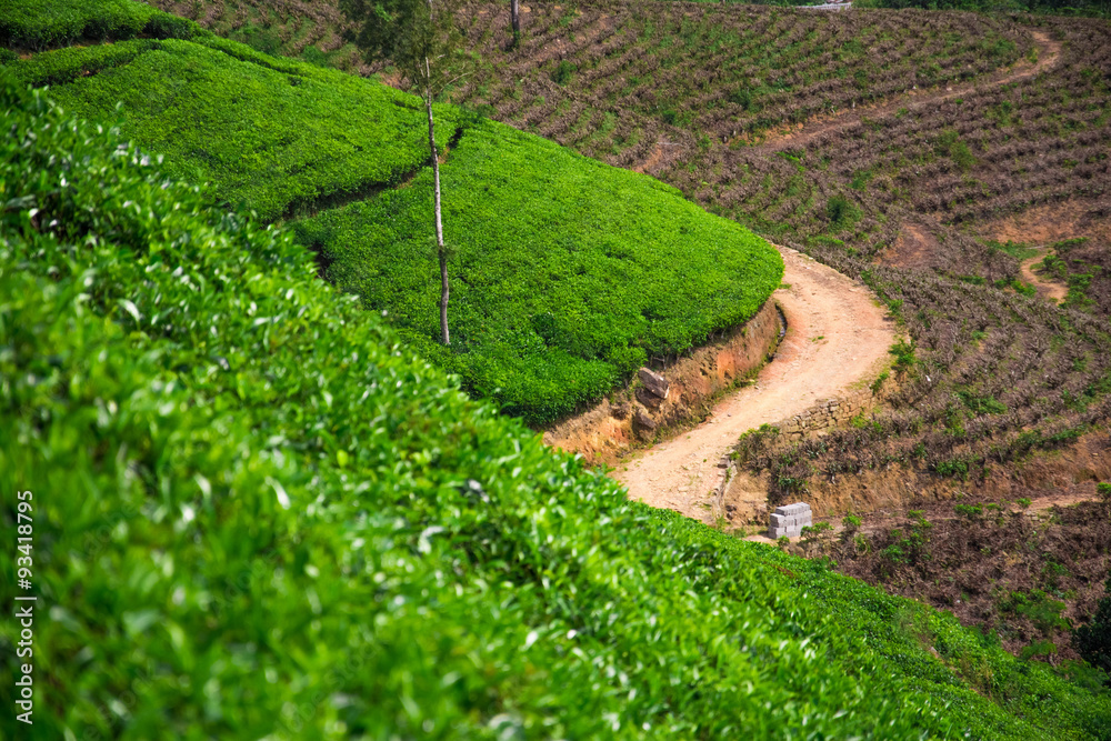 Tea fields in the mountain area in Nuwara Eliya, Sri Lanka
Tea fields in the mountain area in Nuwara Eliya, Sri Lanka