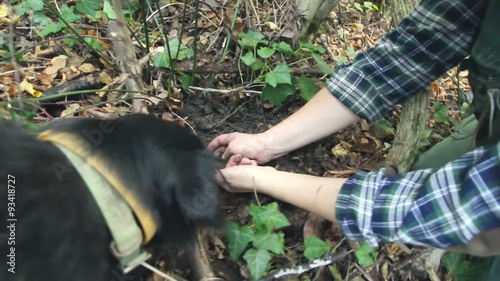 Dog in search of truffles and owner hands