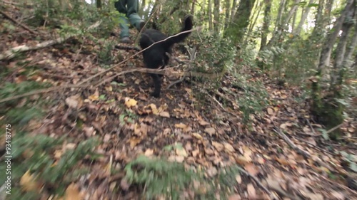 Dog searching truffles POV photo