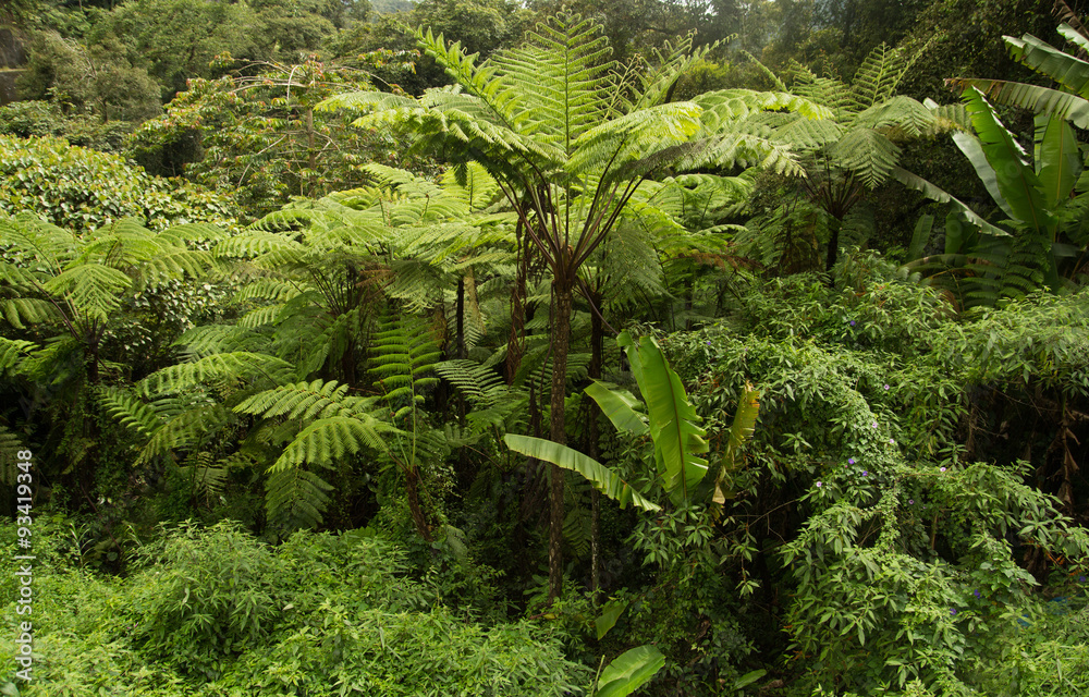 lush green jungle foliage lush green jungle foliage
