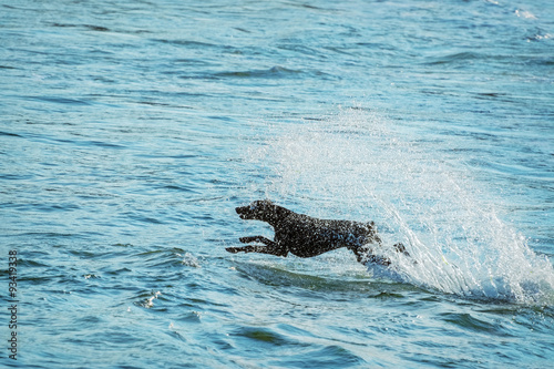 Dog and Sea © Sergej Razvodovskij