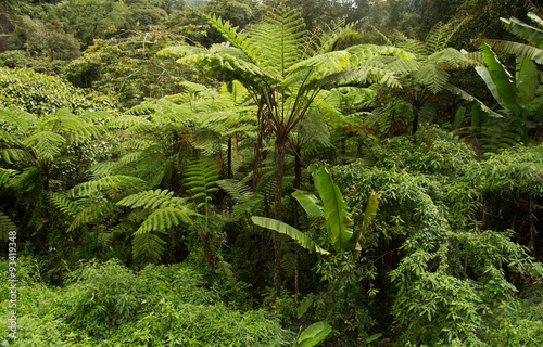 lush green jungle foliage