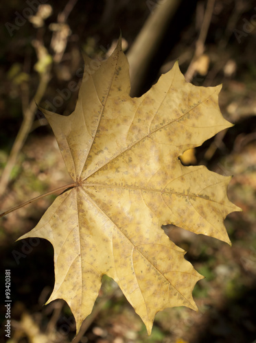 Autumn leaf closeup