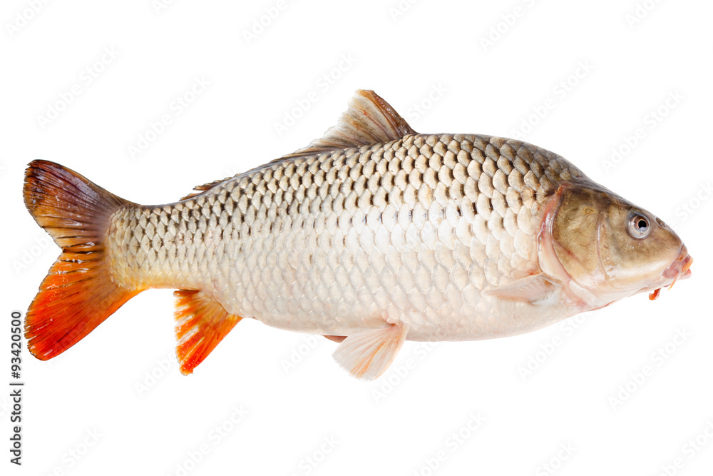 Carp fish half-face isolated on white background Stock Photo