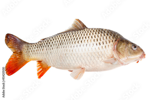 Carp fish half-face isolated on white background