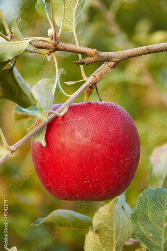 morning dew is drying on red apple