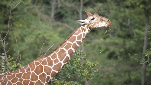 giraffa photo