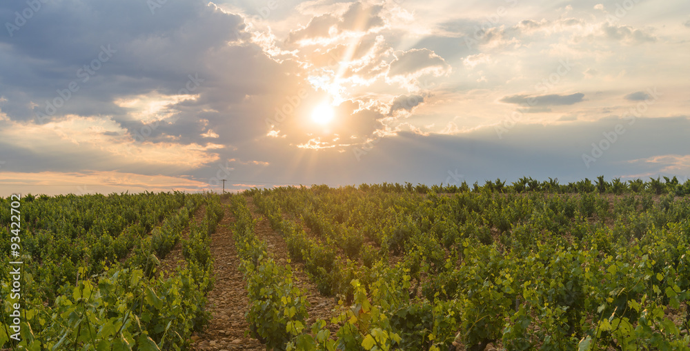 Fototapeta premium Landscape near Orange (Provence)