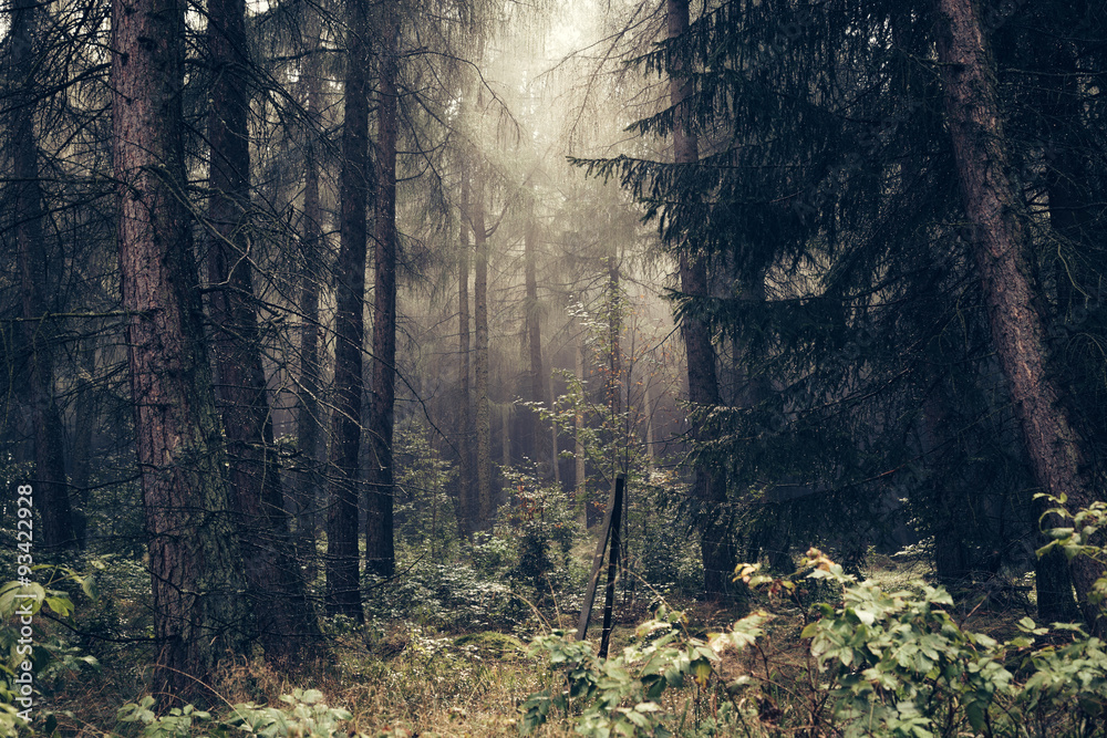 Fototapeta premium Wald und Regen