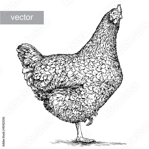 chicken