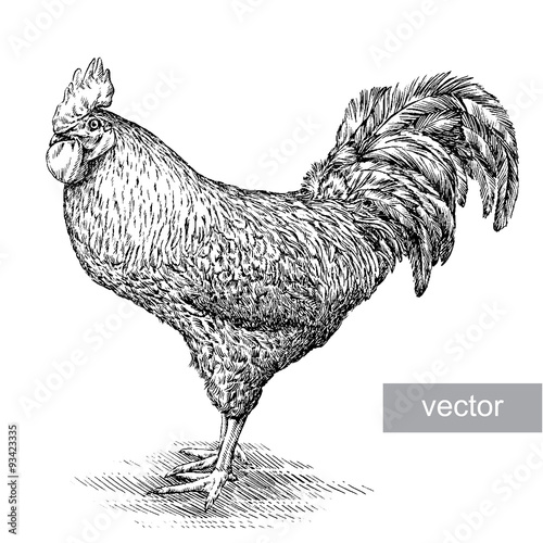 chicken