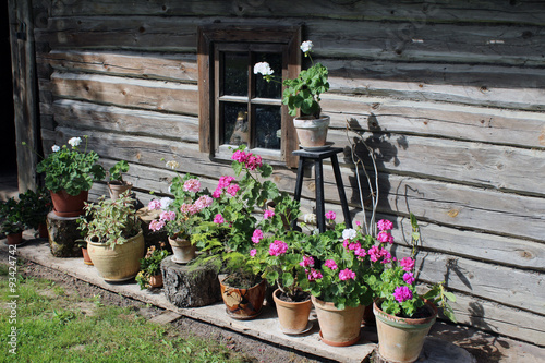 Fototapeta Naklejka Na Ścianę i Meble -  Pelargonium flowers