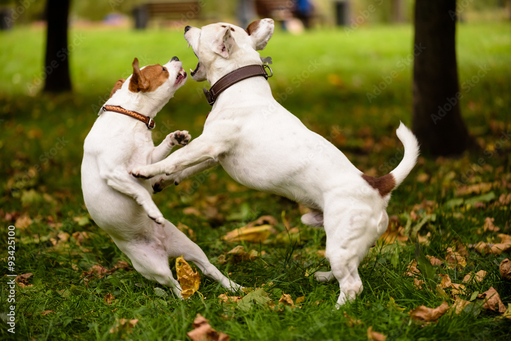 Dance of two dogs.  Pair of Jack Russell Terrier playing love game