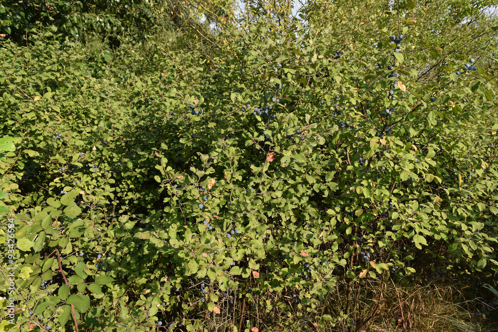 Fototapeta premium Berries of wild plum - a sloe