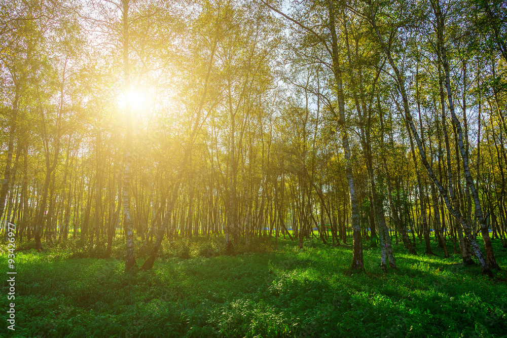 Fototapeta premium Autumn Birch Grove wśród Zielonej Trawy
