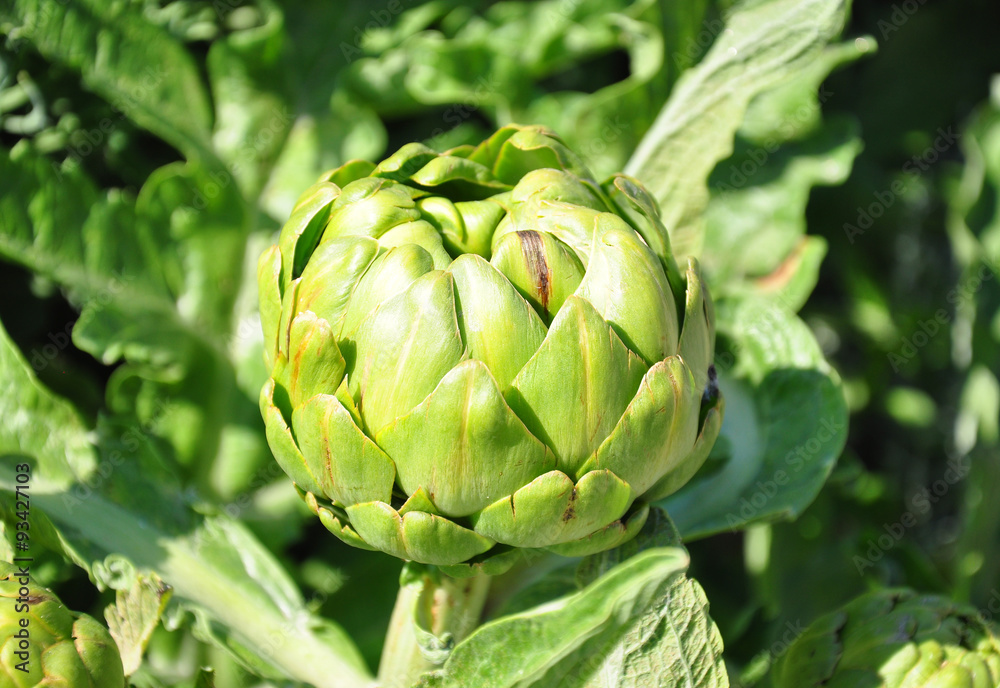 Fototapeta premium Artischocke