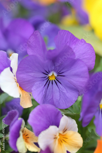 Purple pansy flower.
