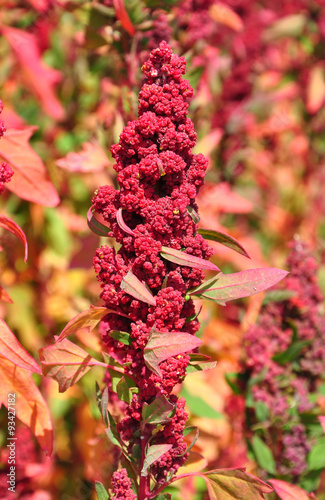 Quinoa (Chenopodium quinoa) photo