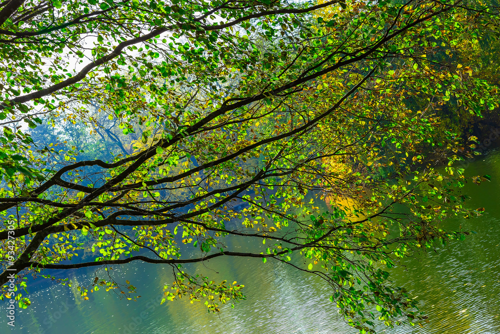Fototapeta premium Branches of Tree Hanging Over the Water
