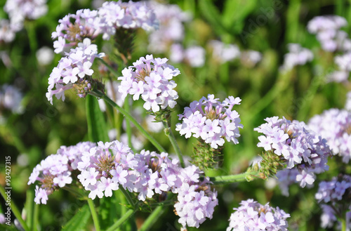 Steifes Eisenkraut (Verbena rigida)