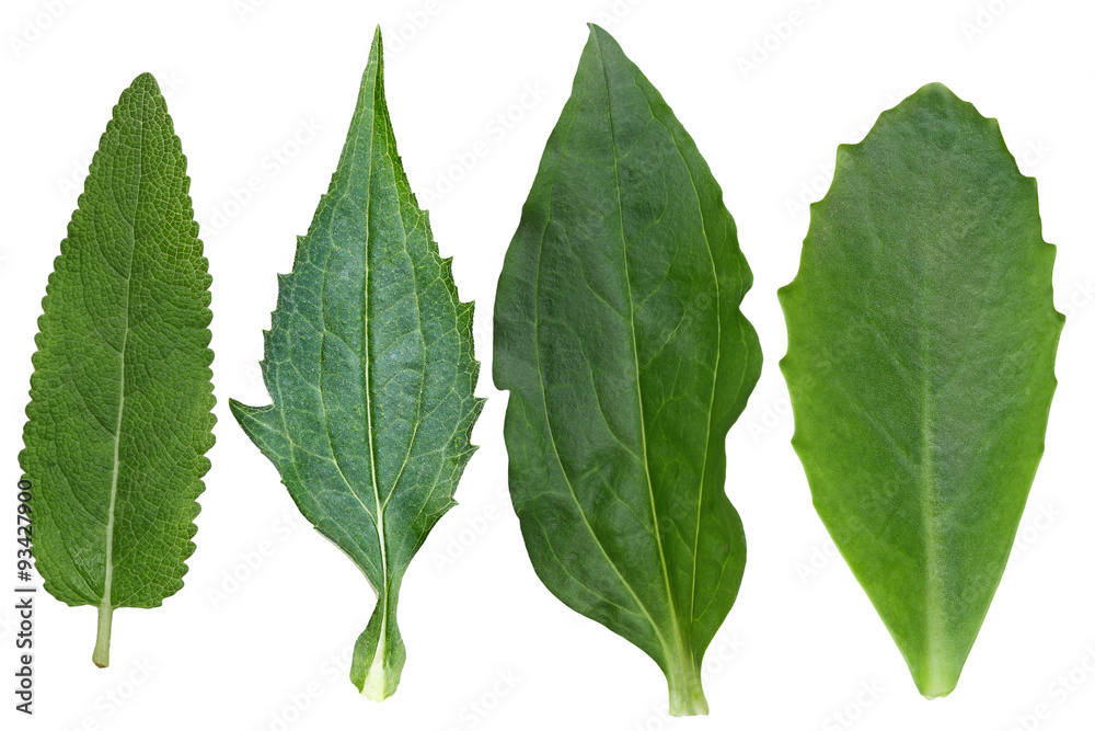 Leaf collection Leaf collection