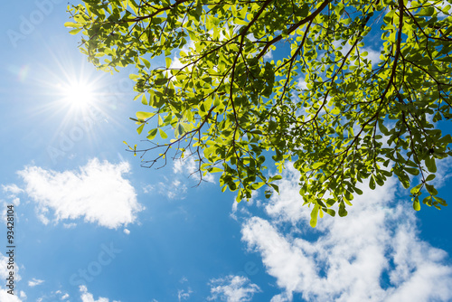 Green leaves against blue sky