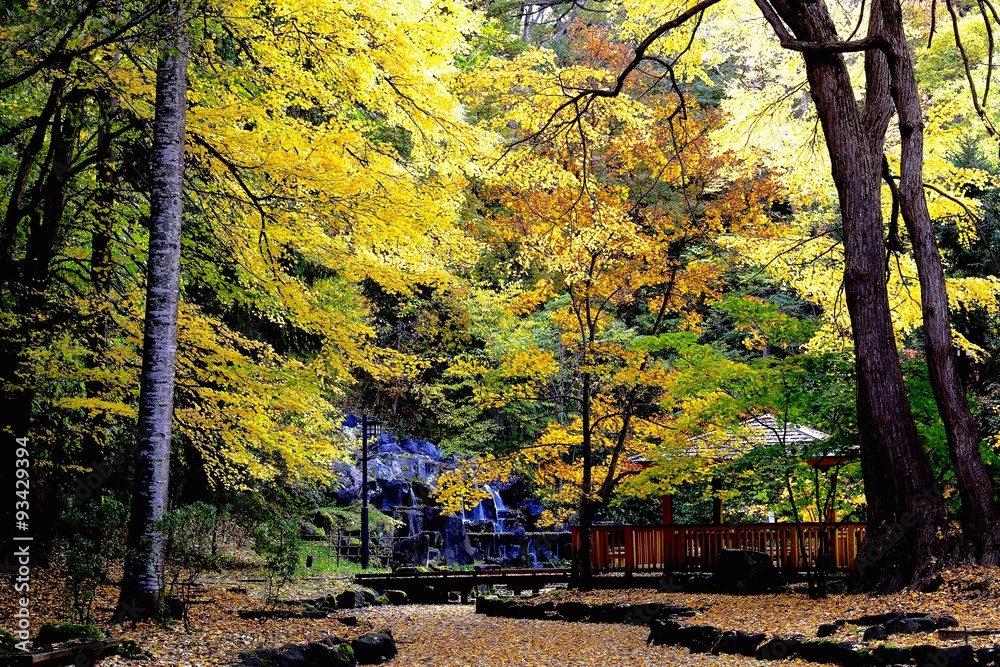 黄葉と落葉に埋まる池の神楽岡公園