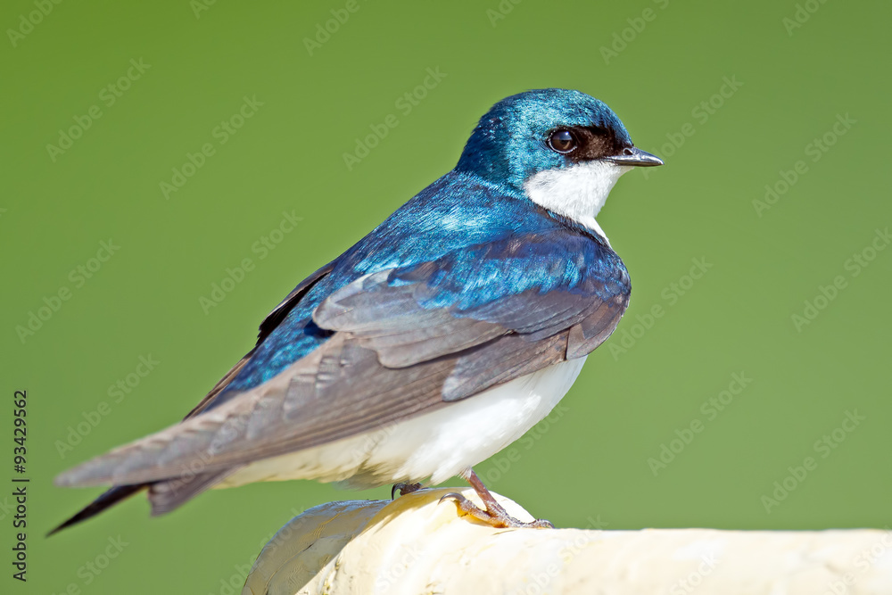 Obraz premium Male Tree Swallow