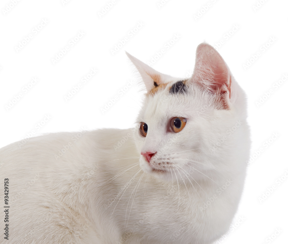 Portrait of a white domestic cat