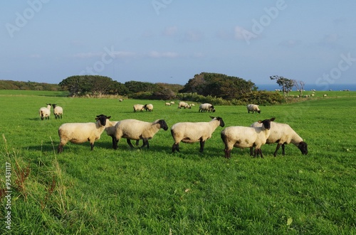 牧草地と羊