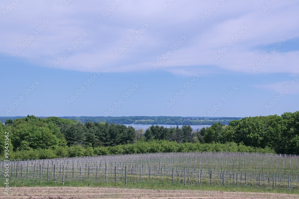 Fototapeta premium SAMSUNG CSC