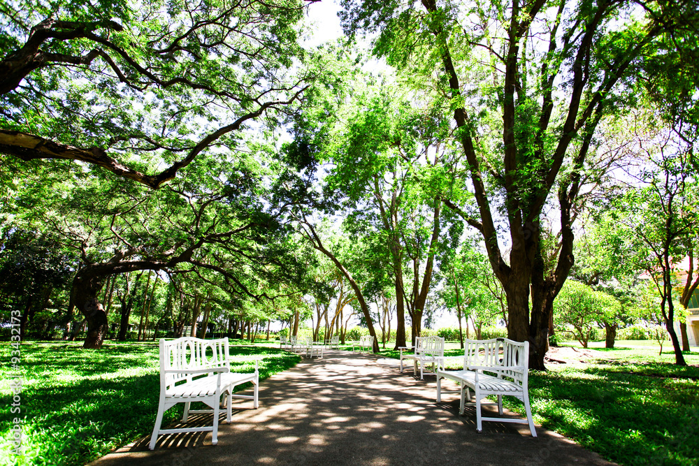 Shady garden Shady garden