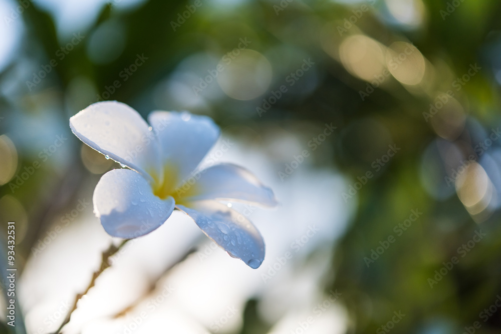 Plumeria with dew on natural light background Plumeria with dew on natural light background