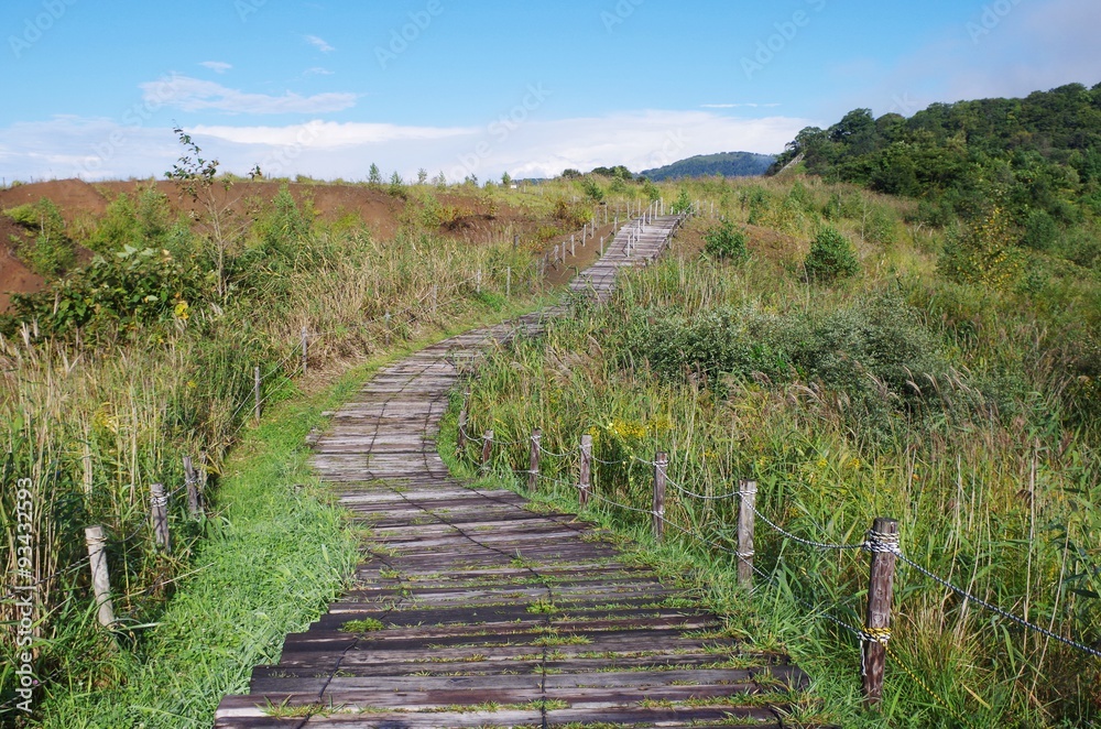 Obraz premium 草地と木道