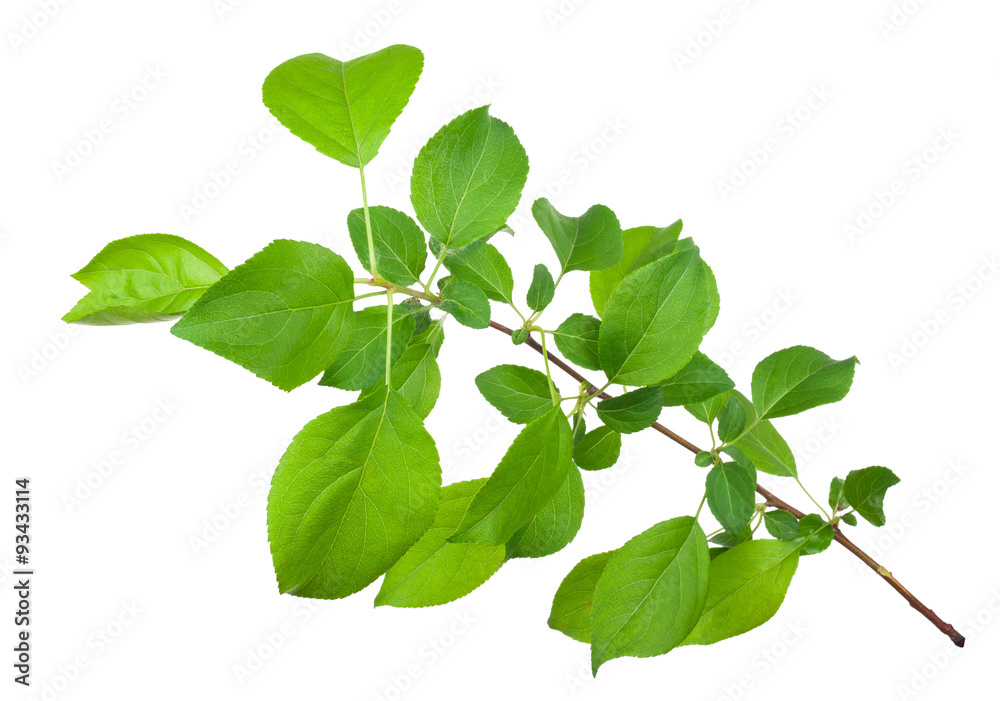 Obraz premium Young apple tree branch