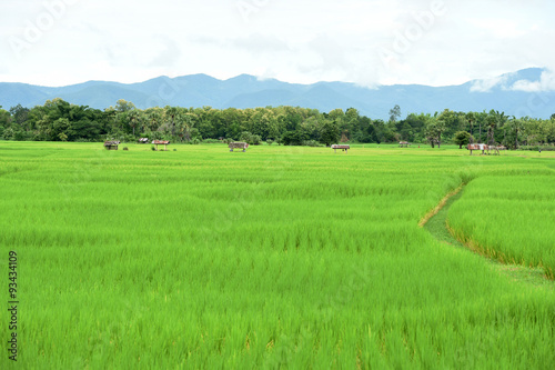 Rice field with mountain background under sky with cloud