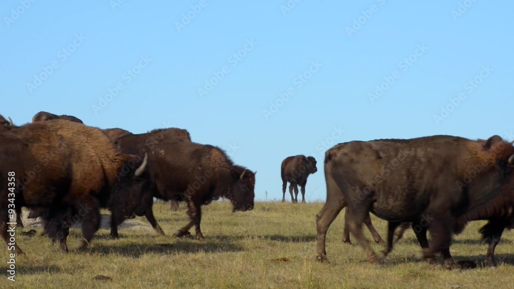 Wild Buffalo Bison Migration Badlands National Park South Dakota Wild Buffalo Bison Migration Badlands National Park South Dakota