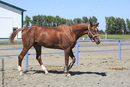 Beautiful filly Trakehner breed 