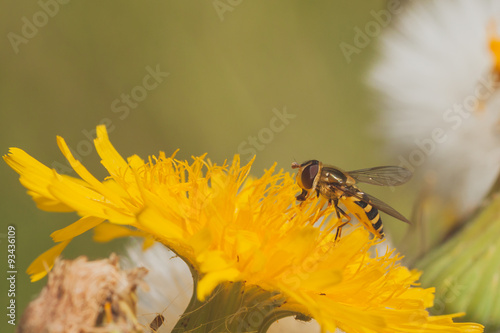 Hoverfly on Dandelion photo