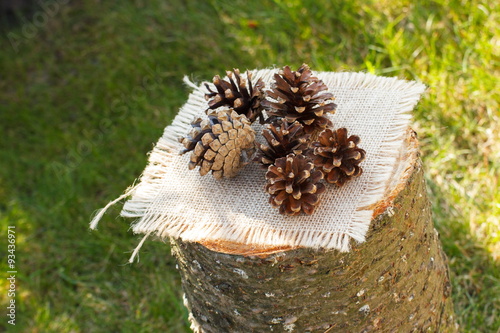 Pine cones on wooden stump in garden on sunny day