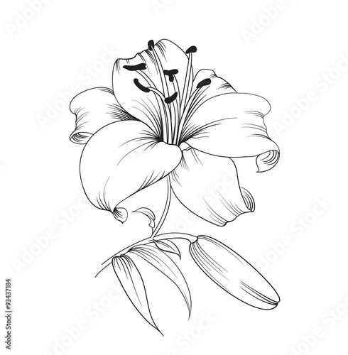 Blooming lily.