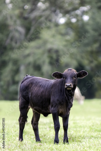Black crossbred calf looking forward vertical format
